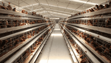 Chicken cage welding machine US-DP-AW-1200E